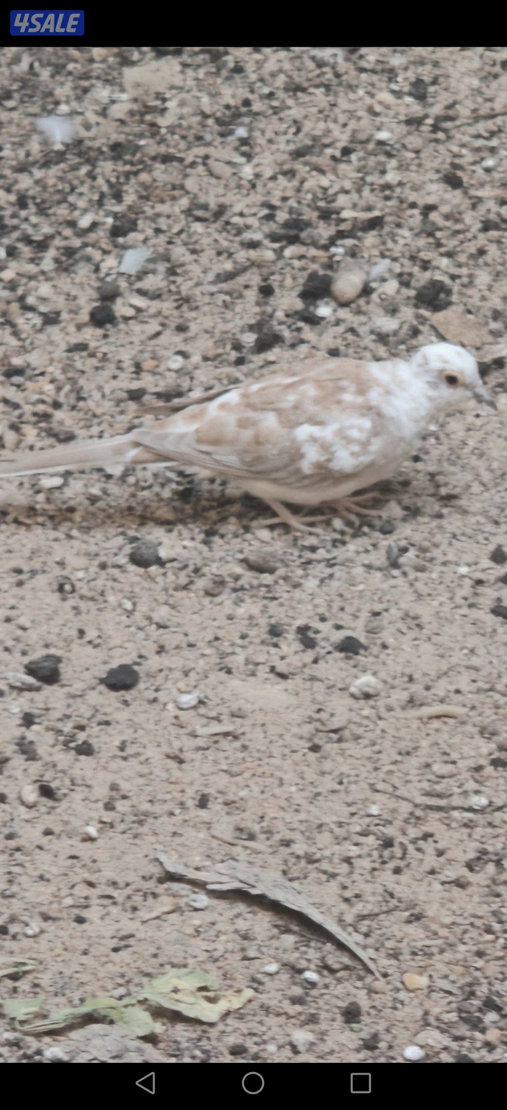 سلوي قطعة 121