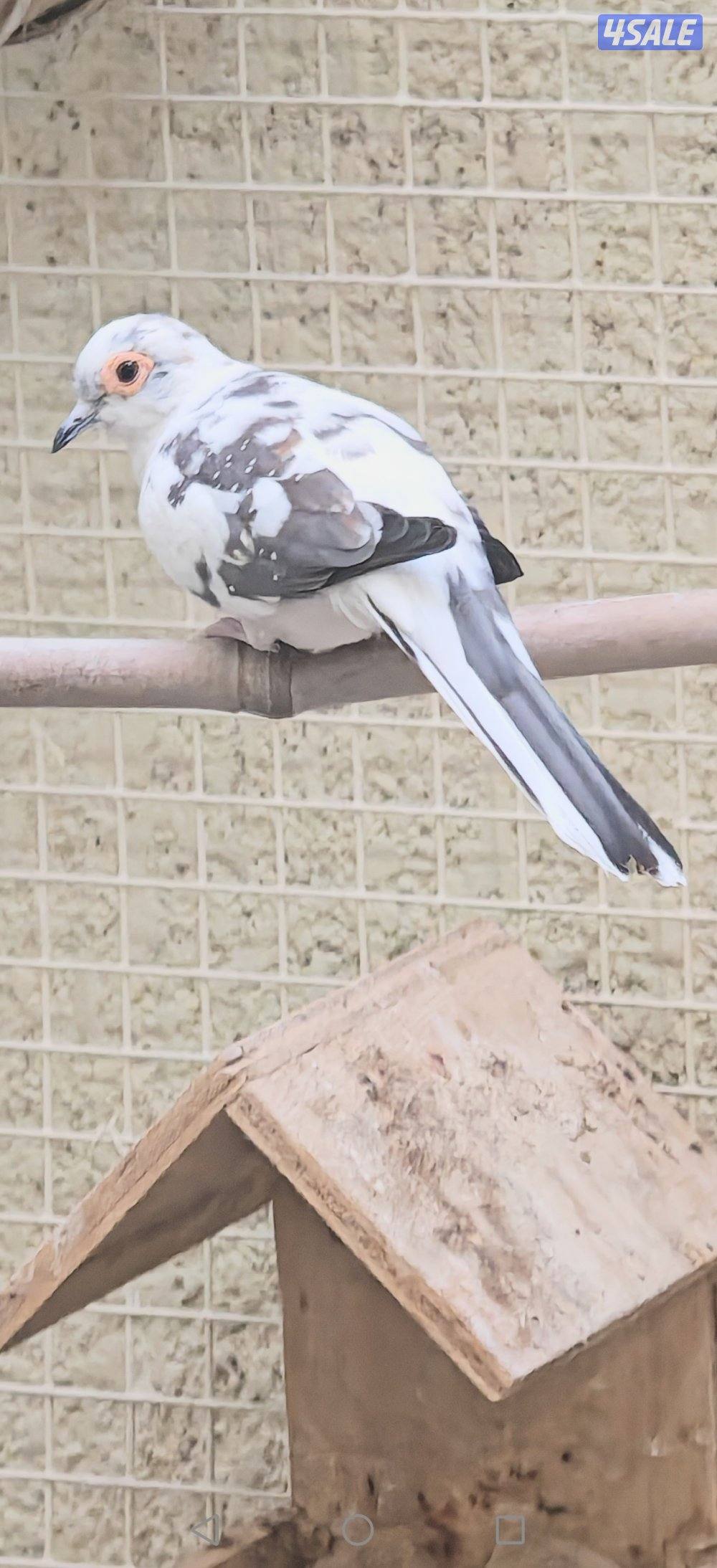 سلوي قطعة 122