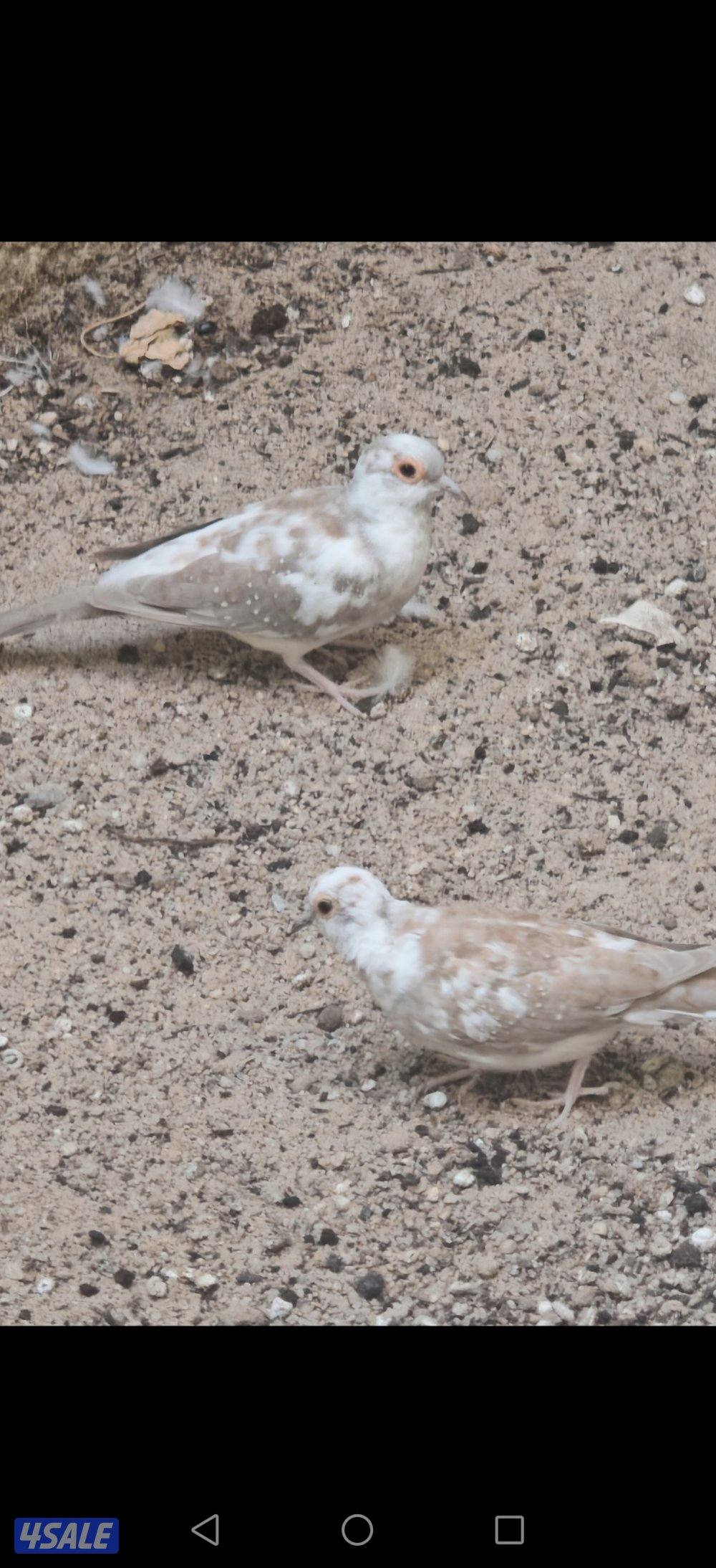 سلوي قطعة 123