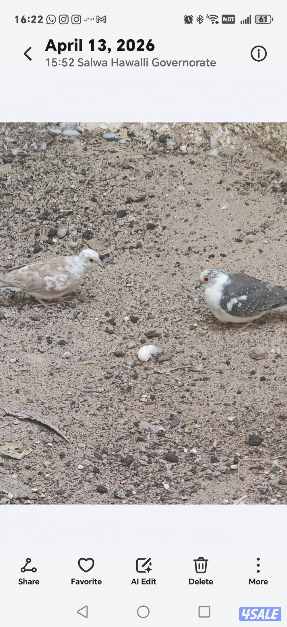 سلوي قطعة 125