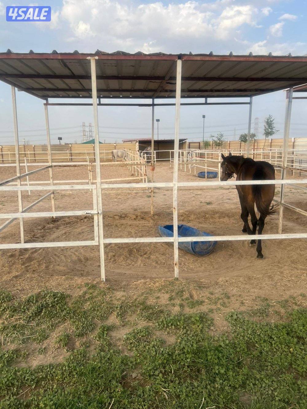 مقابل إسطبلات الفروانيه5