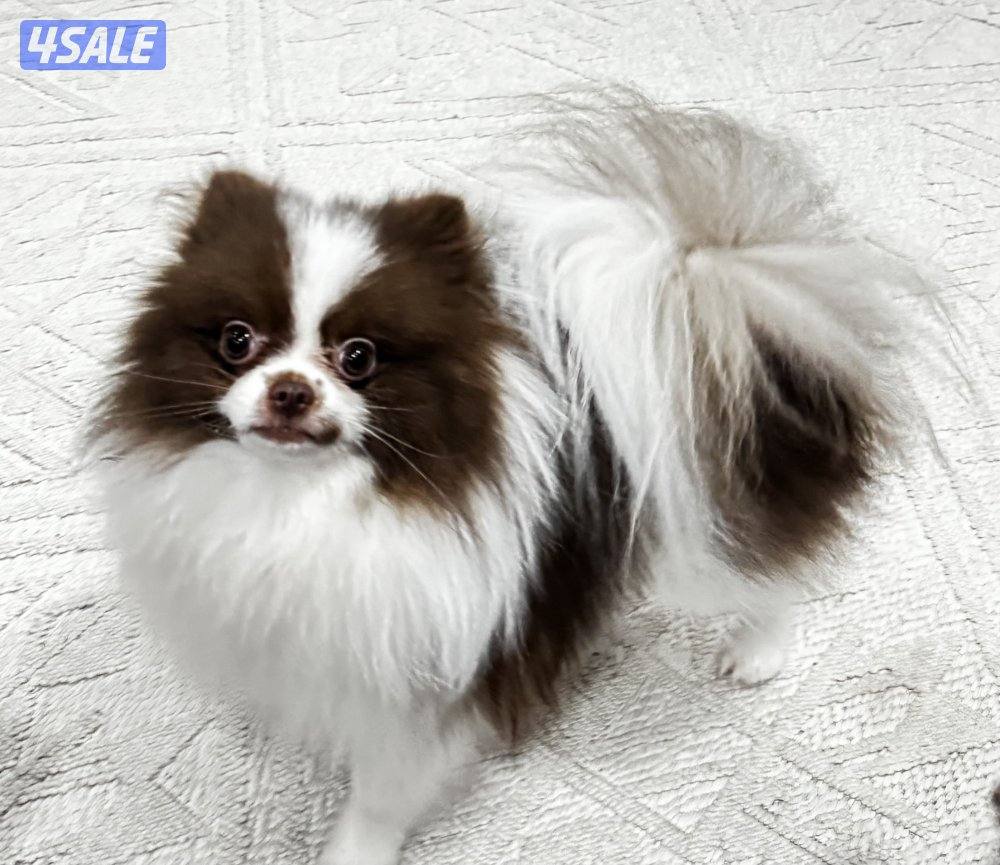 ميني چيواوا /ميني پوميرينيان1