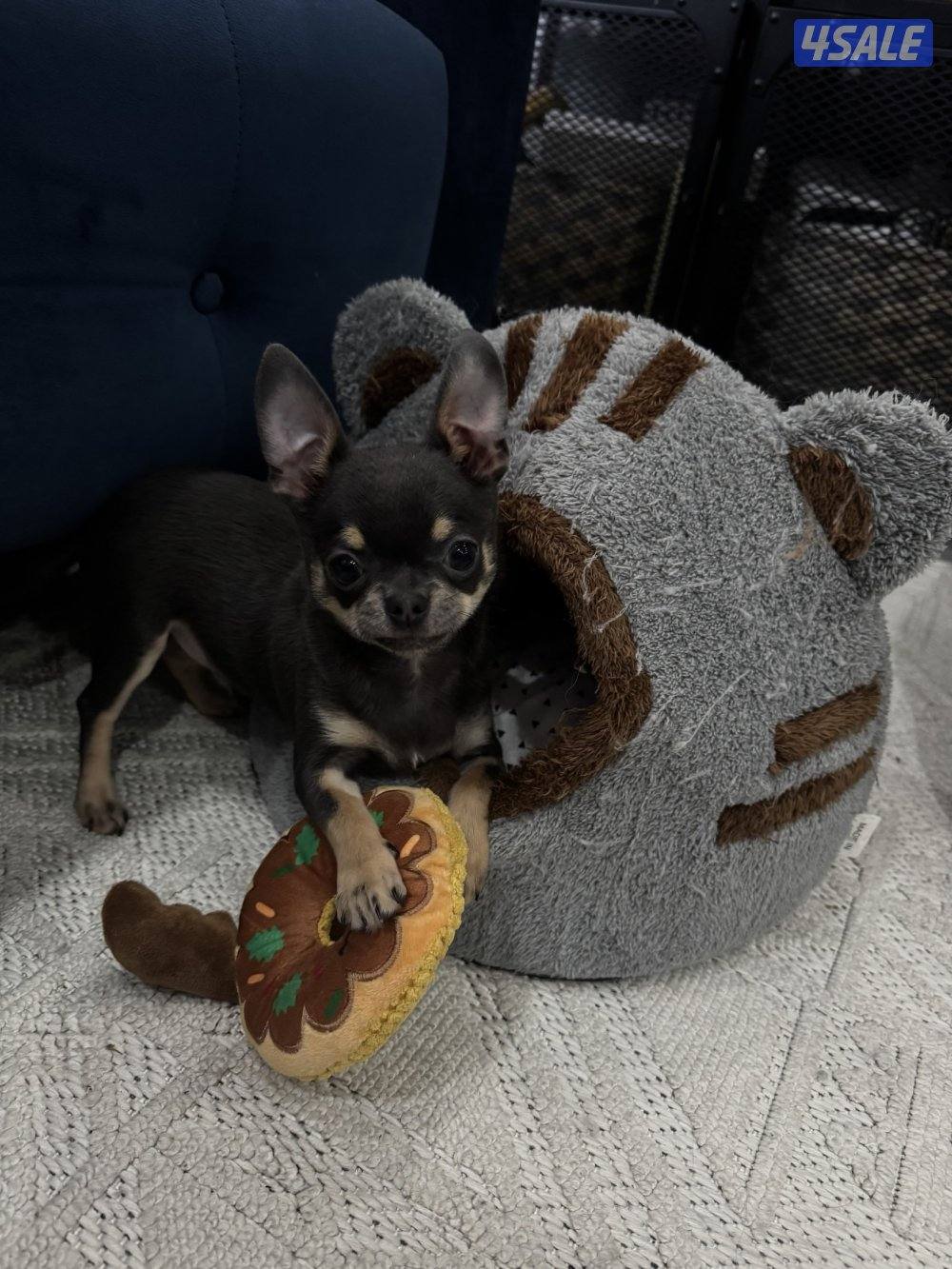 ميني چيواوا /ميني پوميرينيان0