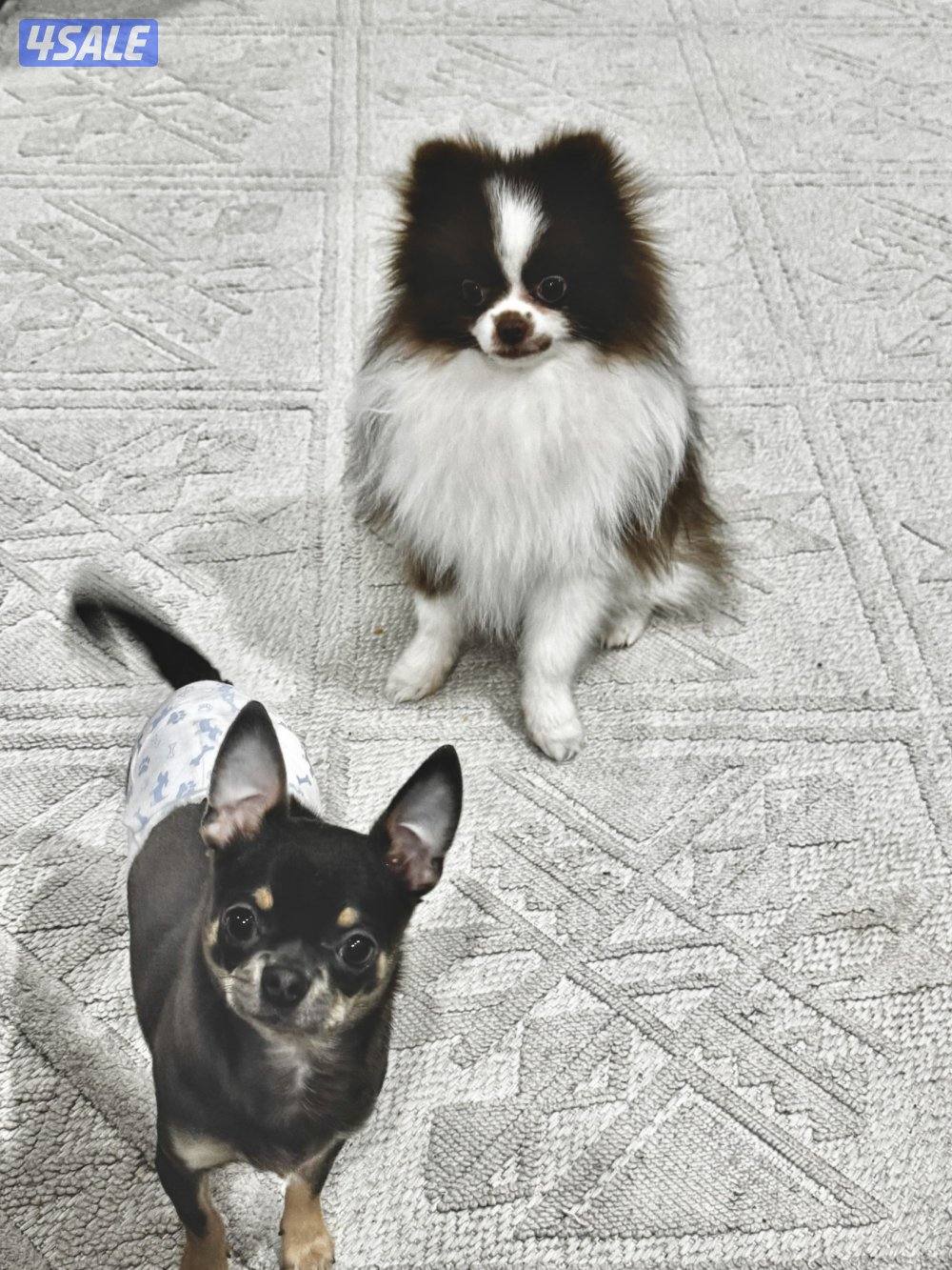 ميني چيواوا /ميني پوميرينيان2