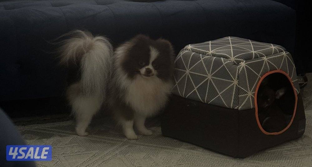 ميني چيواوا /ميني پوميرينيان3