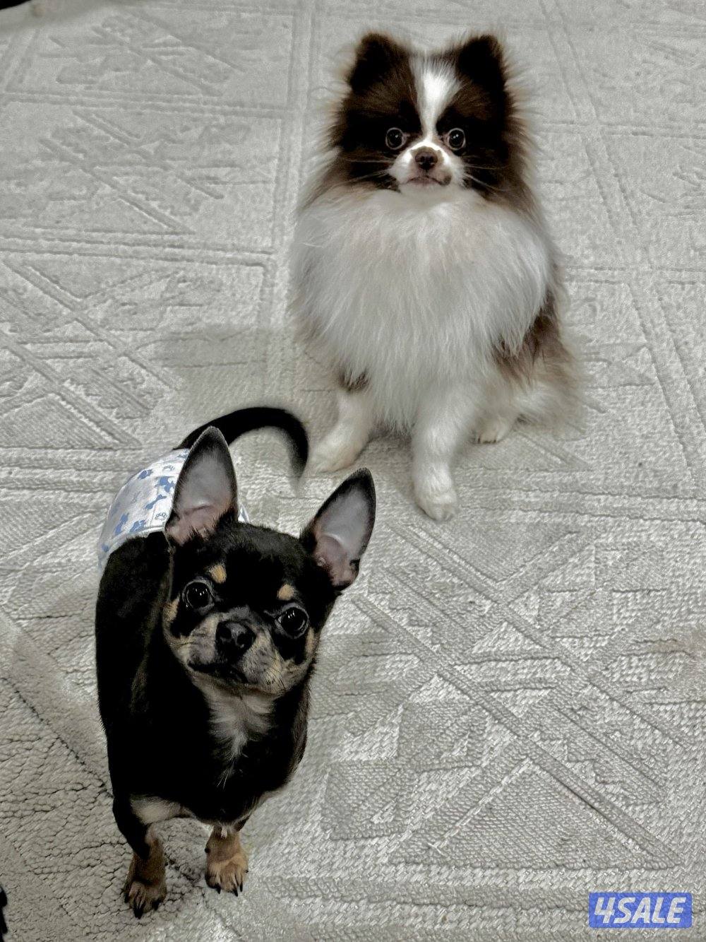 ميني چيواوا /ميني پوميرينيان4