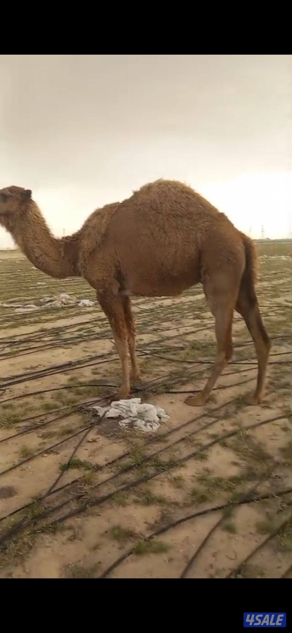 للبيع خلفه0