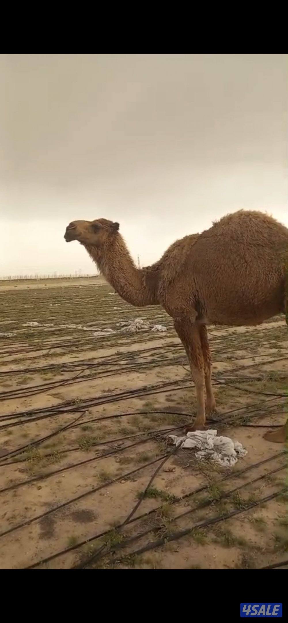 للبيع خلفه2