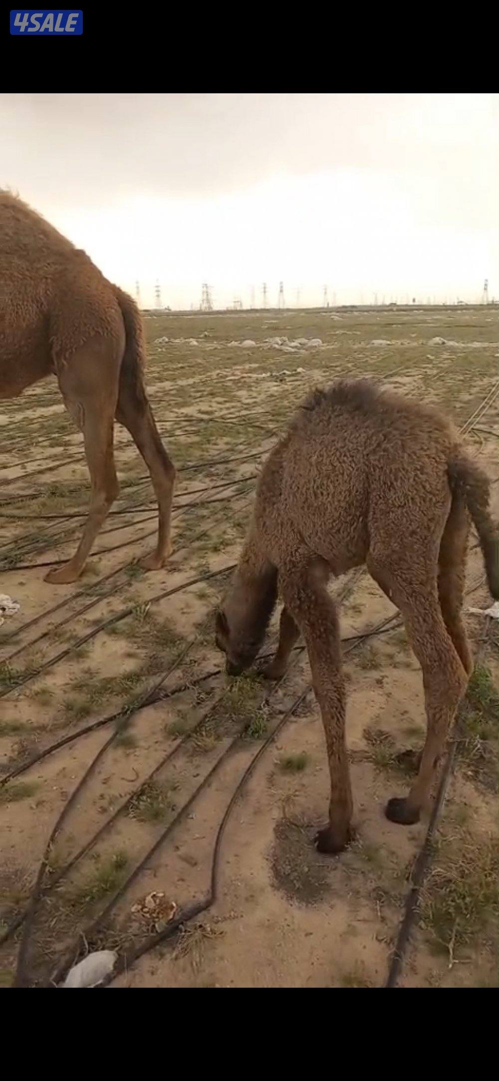 للبيع خلفه1