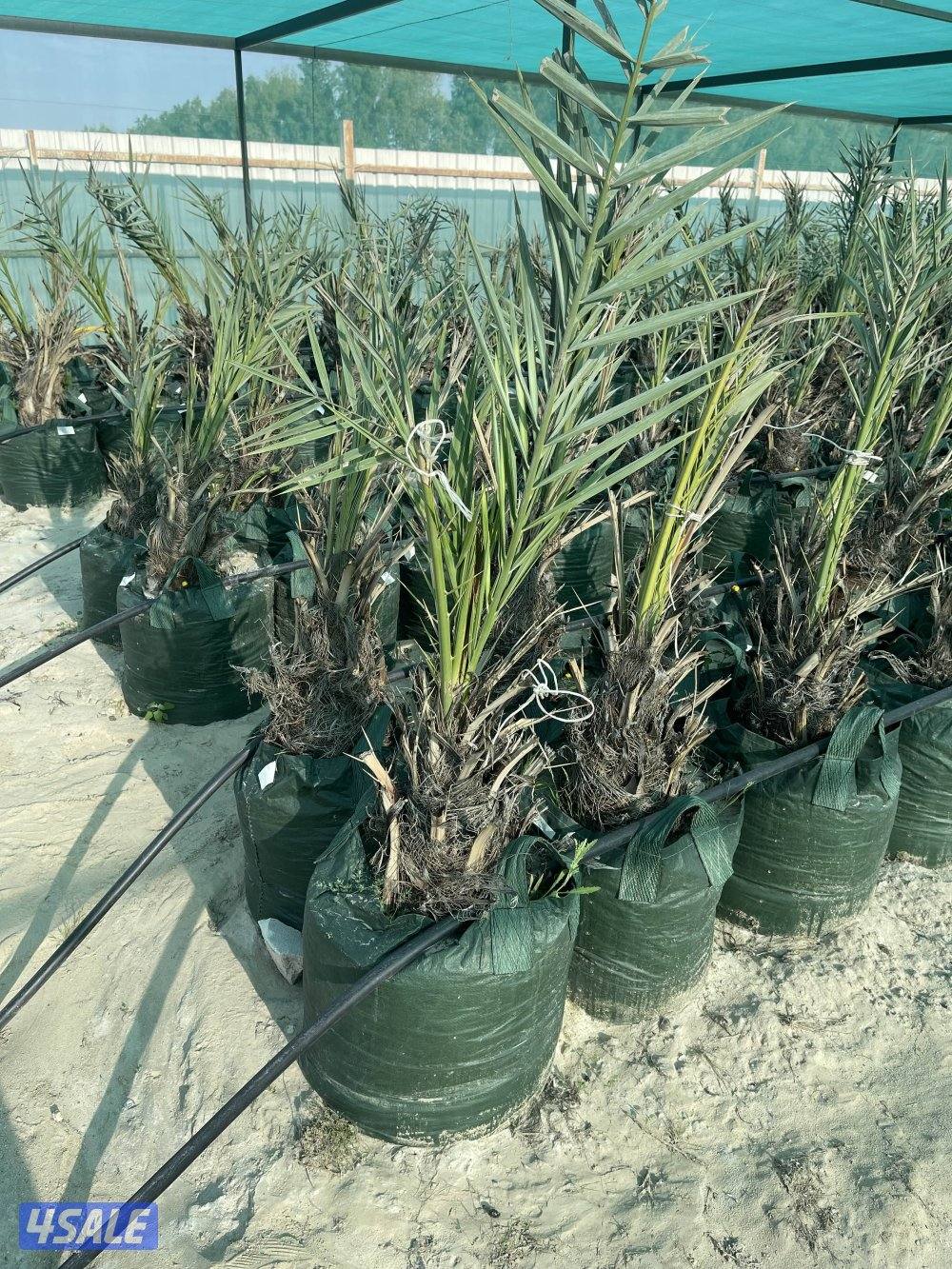 فسائل نخل للبيع0