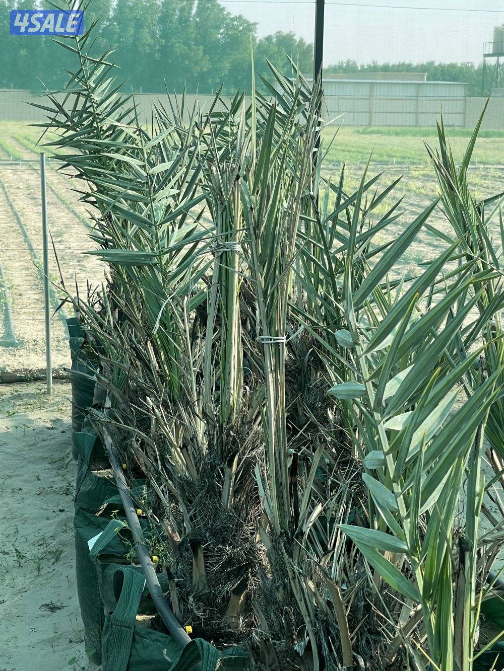 فسائل نخل للبيع1