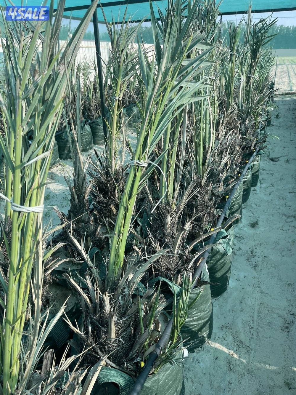 فسائل نخل للبيع2