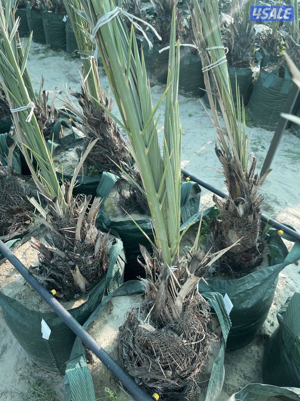 فسائل نخل للبيع3