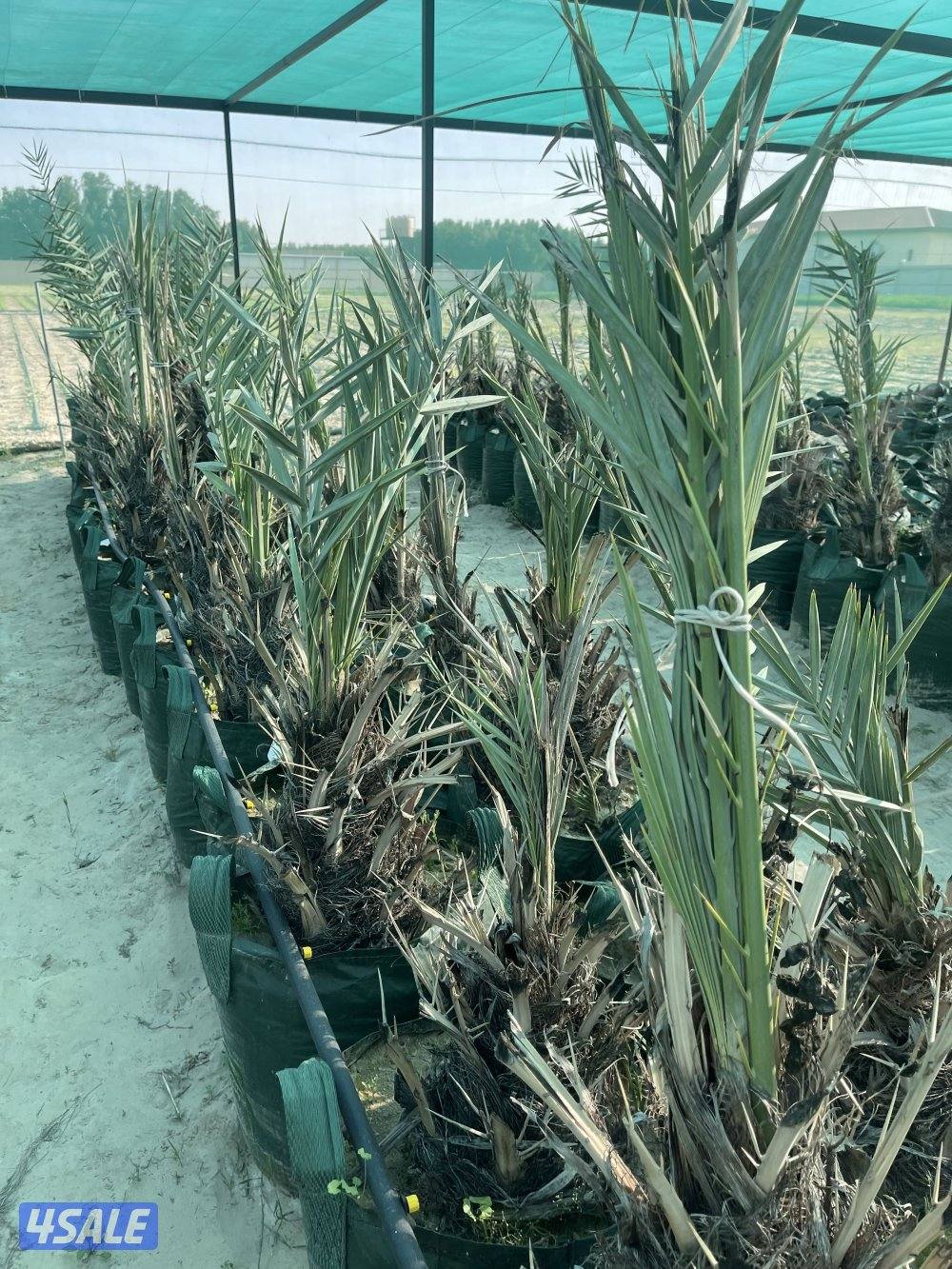 فسائل نخل للبيع4