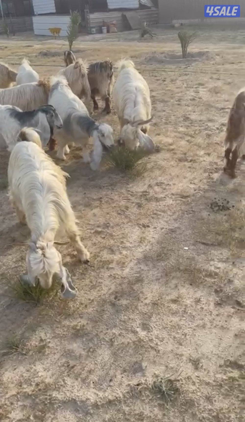 للبيع معزا0