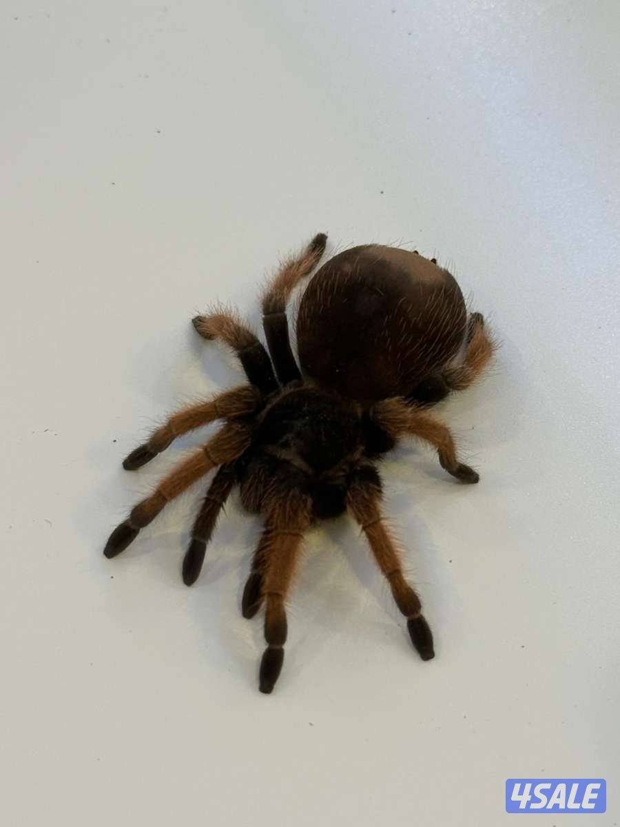 عنكبوت رتيلاء0