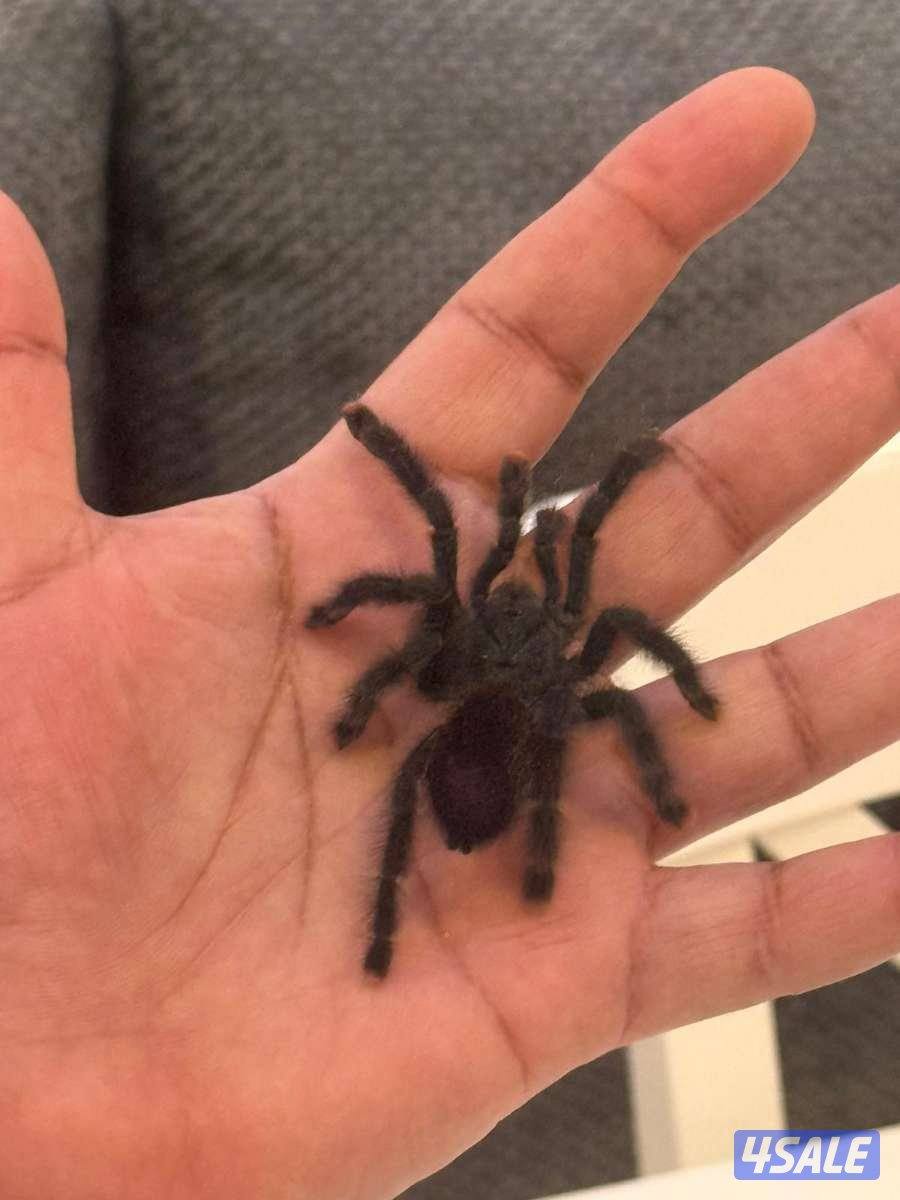 عنكبوت رتيلاء1