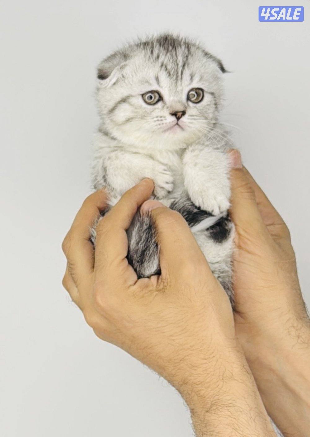 سكوتش شورت هير ،،،اقزام،،،التوصيل خلال ساعه ،،، بيووووور0