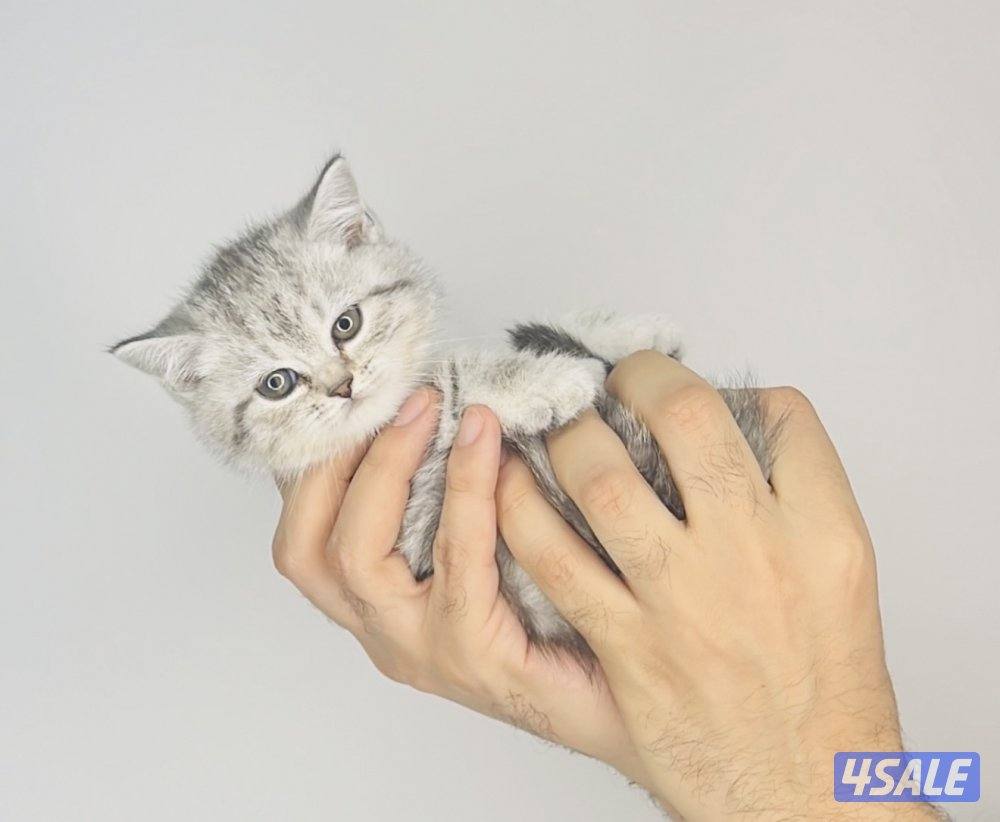 سكوتش شورت هير ،،،اقزام،،،التوصيل خلال ساعه ،،، بيووووور6