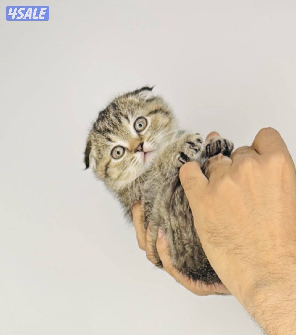 سكوتش شورت هير ،،،اقزام،،،التوصيل خلال ساعه ،،، بيووووور5