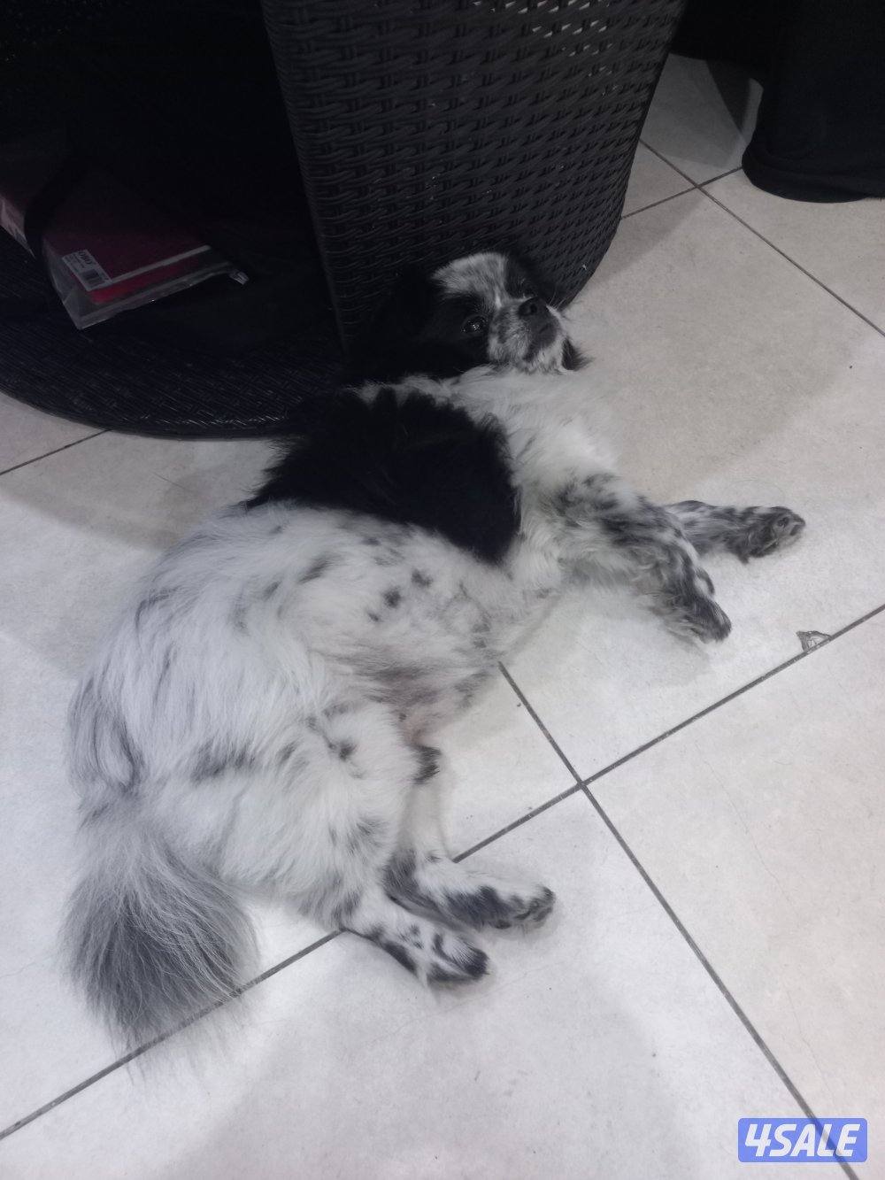 للبيع كلب بعمر سنتين ذكر من اوكرانيا مكس0