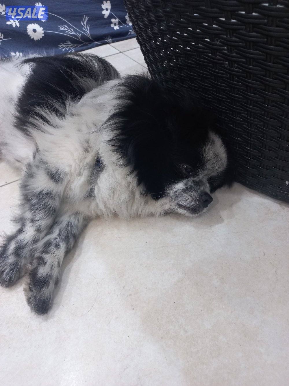 للبيع كلب بعمر سنتين ذكر من اوكرانيا مكس1