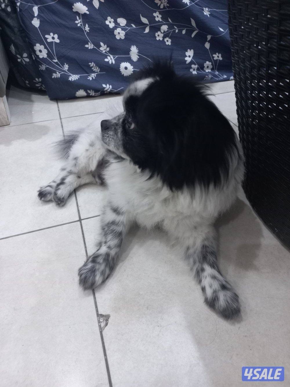 للبيع كلب بعمر سنتين ذكر من اوكرانيا مكس2