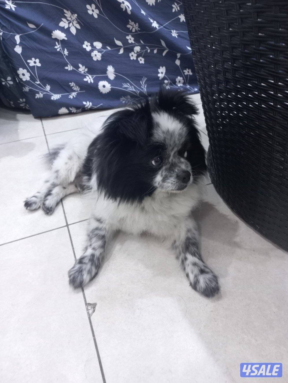 للبيع كلب بعمر سنتين ذكر من اوكرانيا مكس3