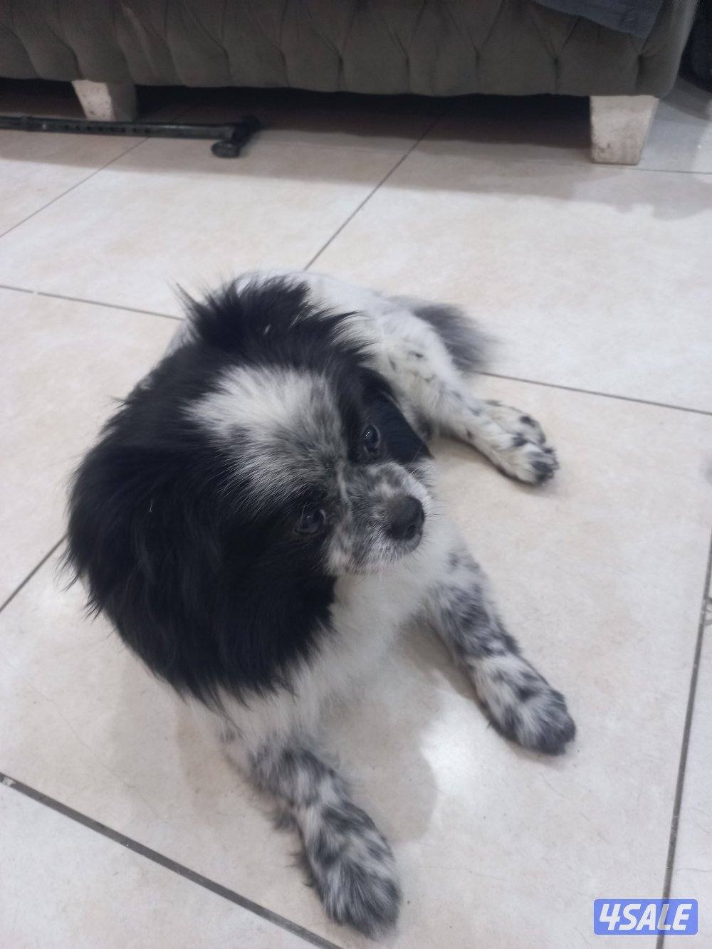 للبيع كلب بعمر سنتين ذكر من اوكرانيا مكس4