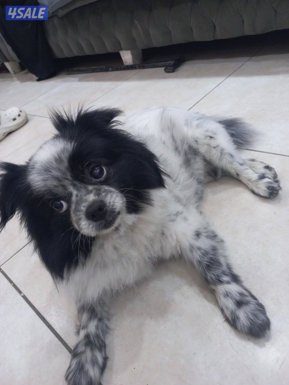 للبيع كلب بعمر سنتين ذكر من اوكرانيا مكس5