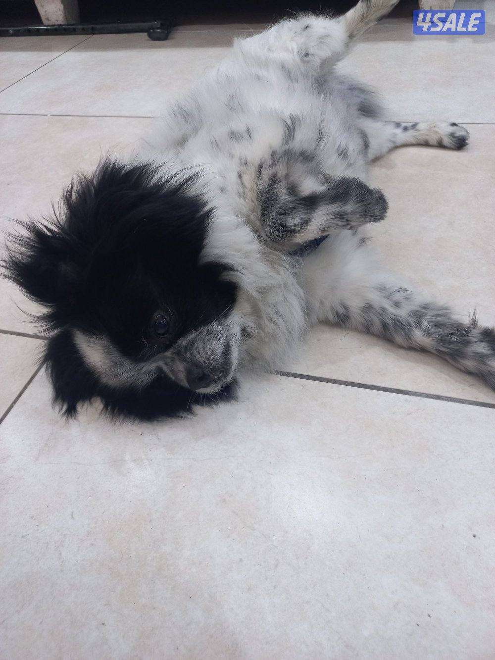 للبيع كلب بعمر سنتين ذكر من اوكرانيا مكس6