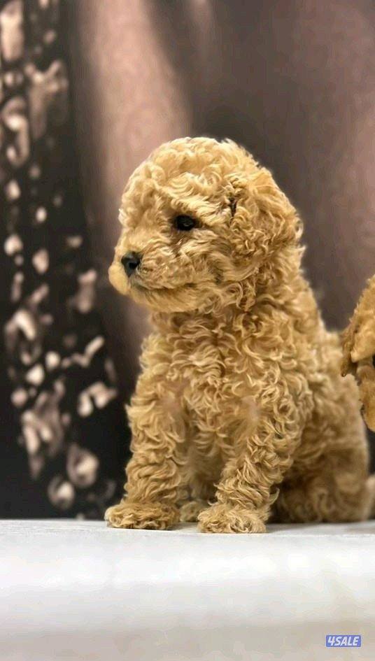 للبيع توي بودل ذكر مواليد 3/30