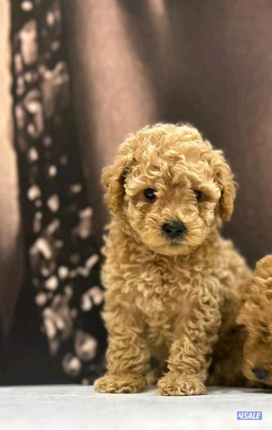 للبيع توي بودل ذكر مواليد 3/31