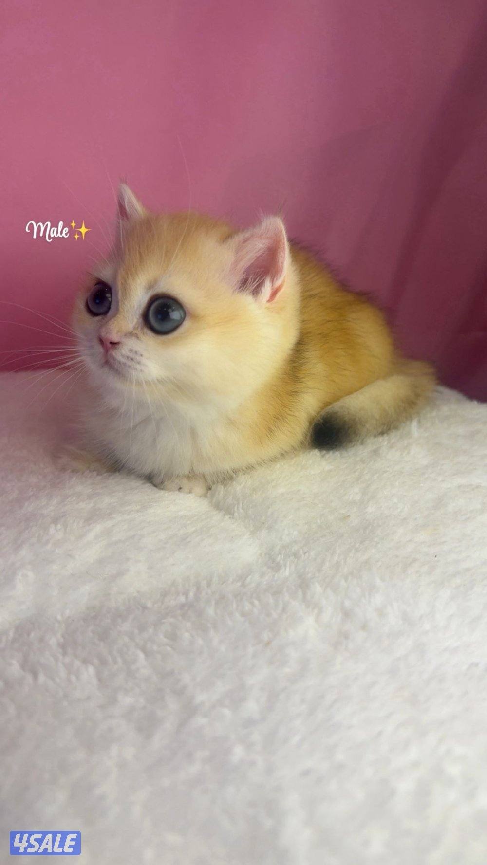 ذكر بريتش قولد NY120