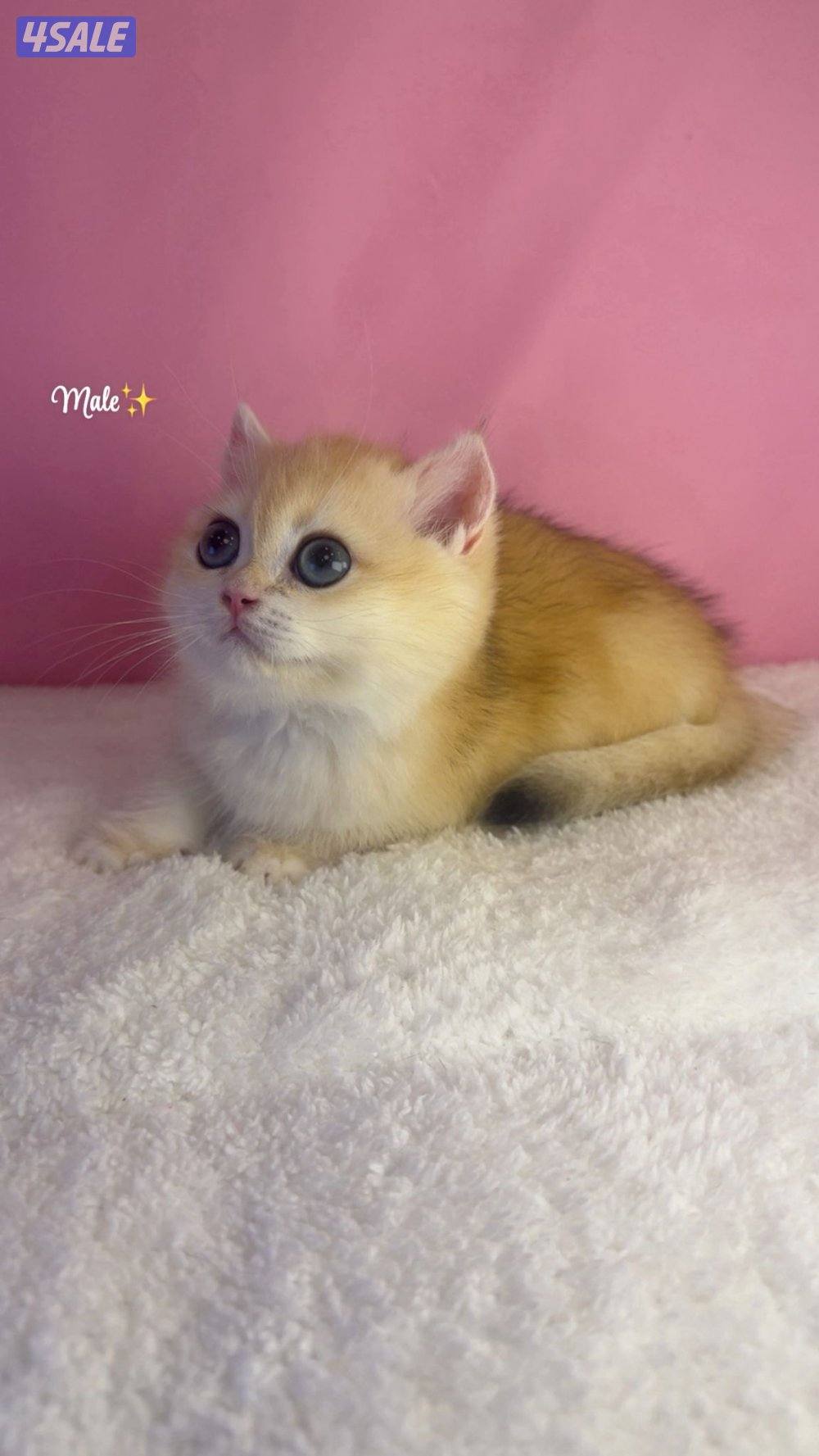 ذكر بريتش قولد NY121