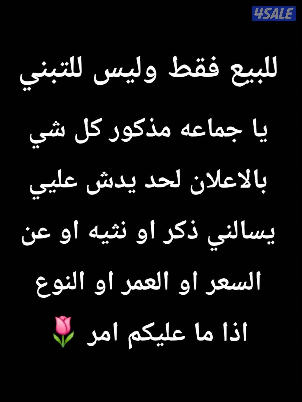 toy poodle male 3 months  old1