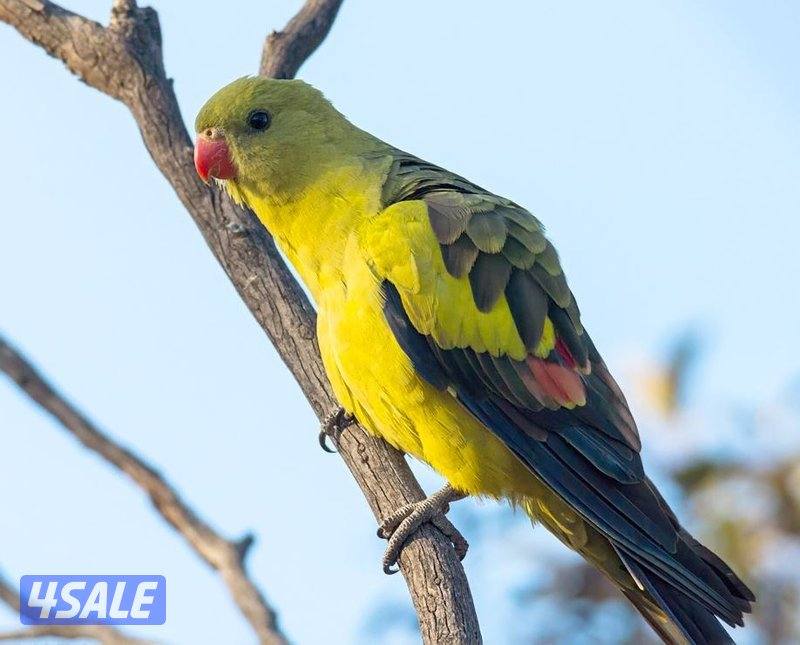 للبيع طير ريجنت استرالي نادر Regent Parrot مع القفص1