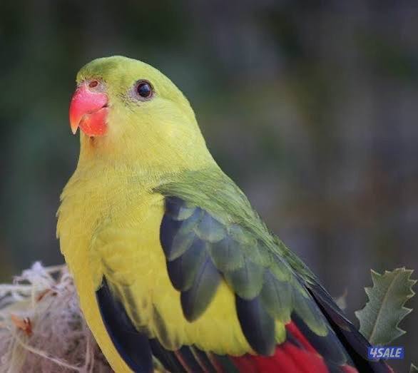 للبيع طير ريجنت استرالي نادر Regent Parrot مع القفص0