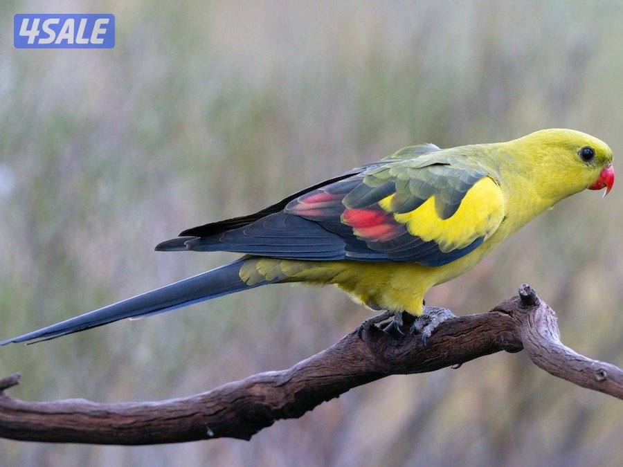 للبيع طير ريجنت استرالي نادر Regent Parrot مع القفص2