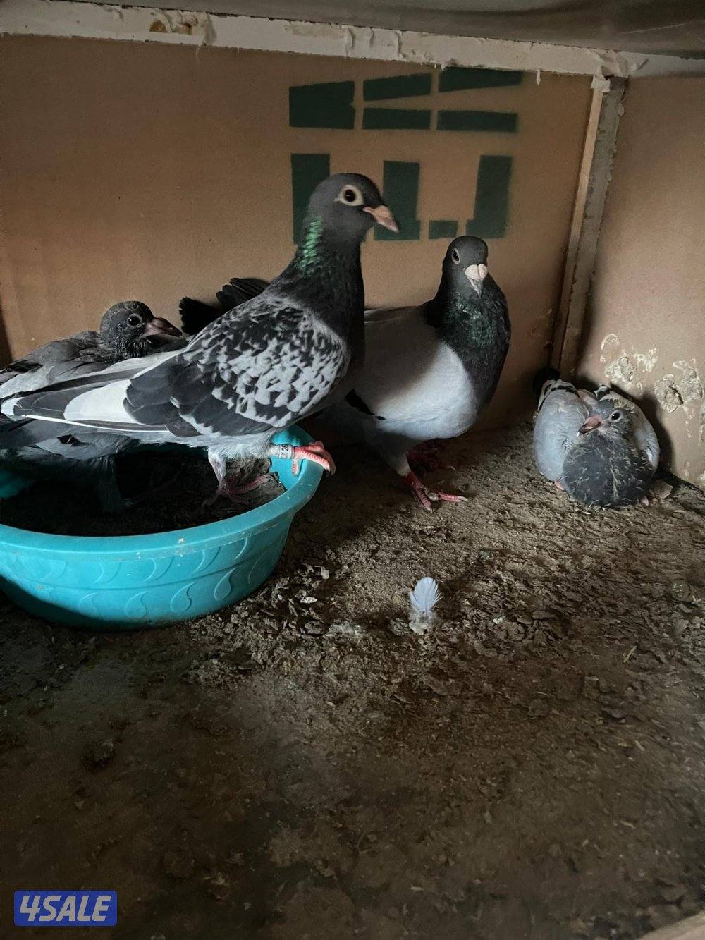 حمام زاجل عدد ٣٢ زوج وطبات فروخ زاجل بدينار  وسعر الزوج ٢:٥٠٠ دينار1