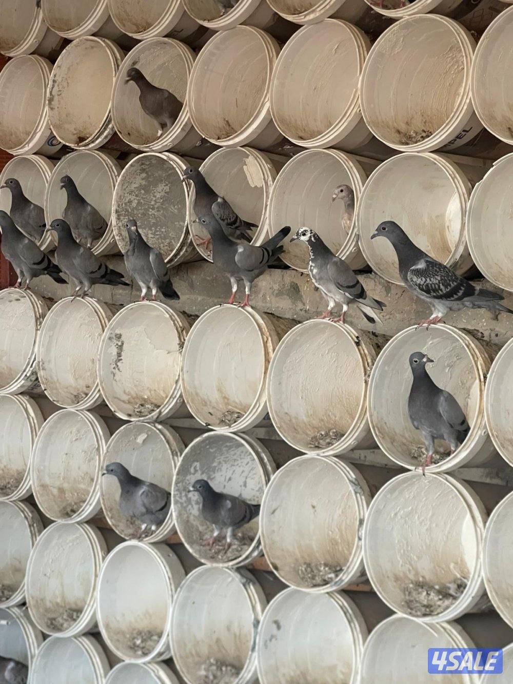 حمام زاجل عدد ٣٢ زوج وطبات فروخ زاجل بدينار  وسعر الزوج ٢:٥٠٠ دينار0