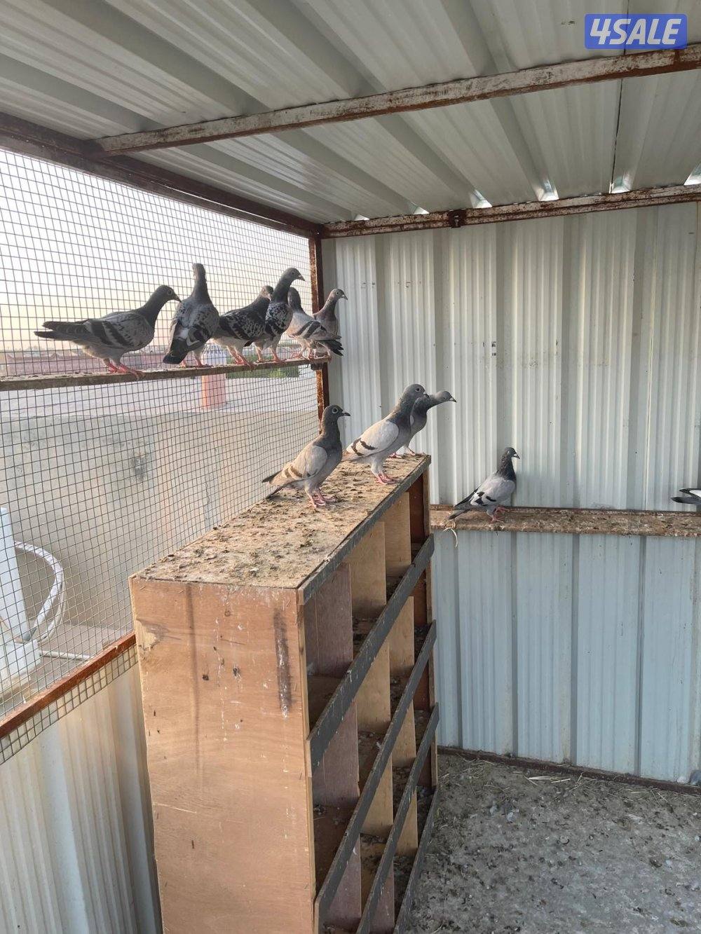 حمام زاجل عدد ٣٢ زوج وطبات فروخ زاجل بدينار  وسعر الزوج ٢:٥٠٠ دينار2