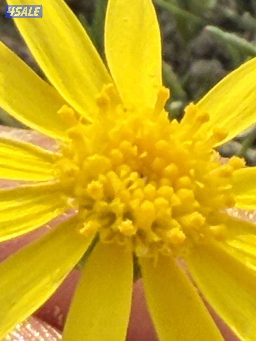 بدون ابحث عن عمل0