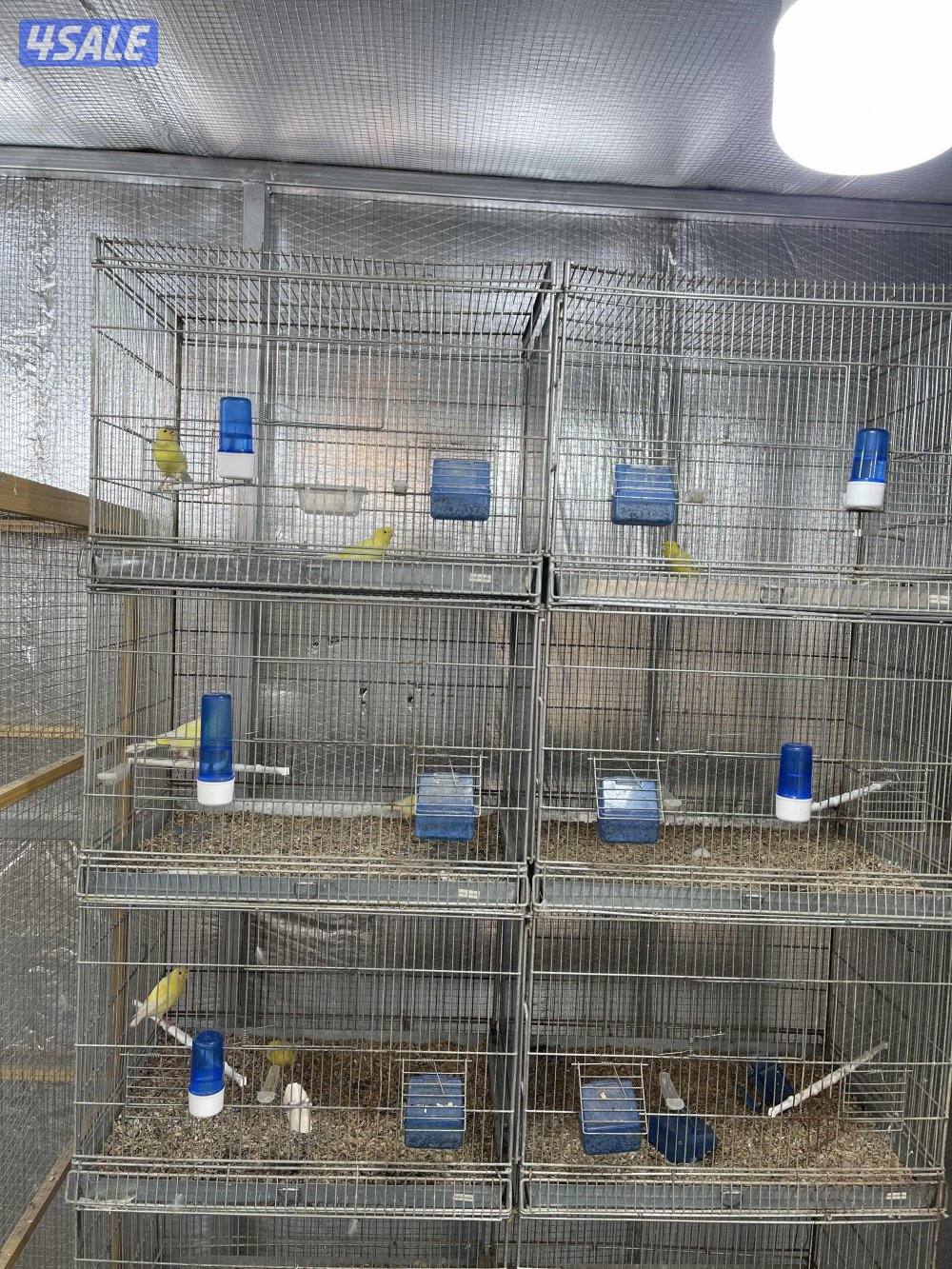 كناري ووترسلاقر زوجين و٣ افحل0