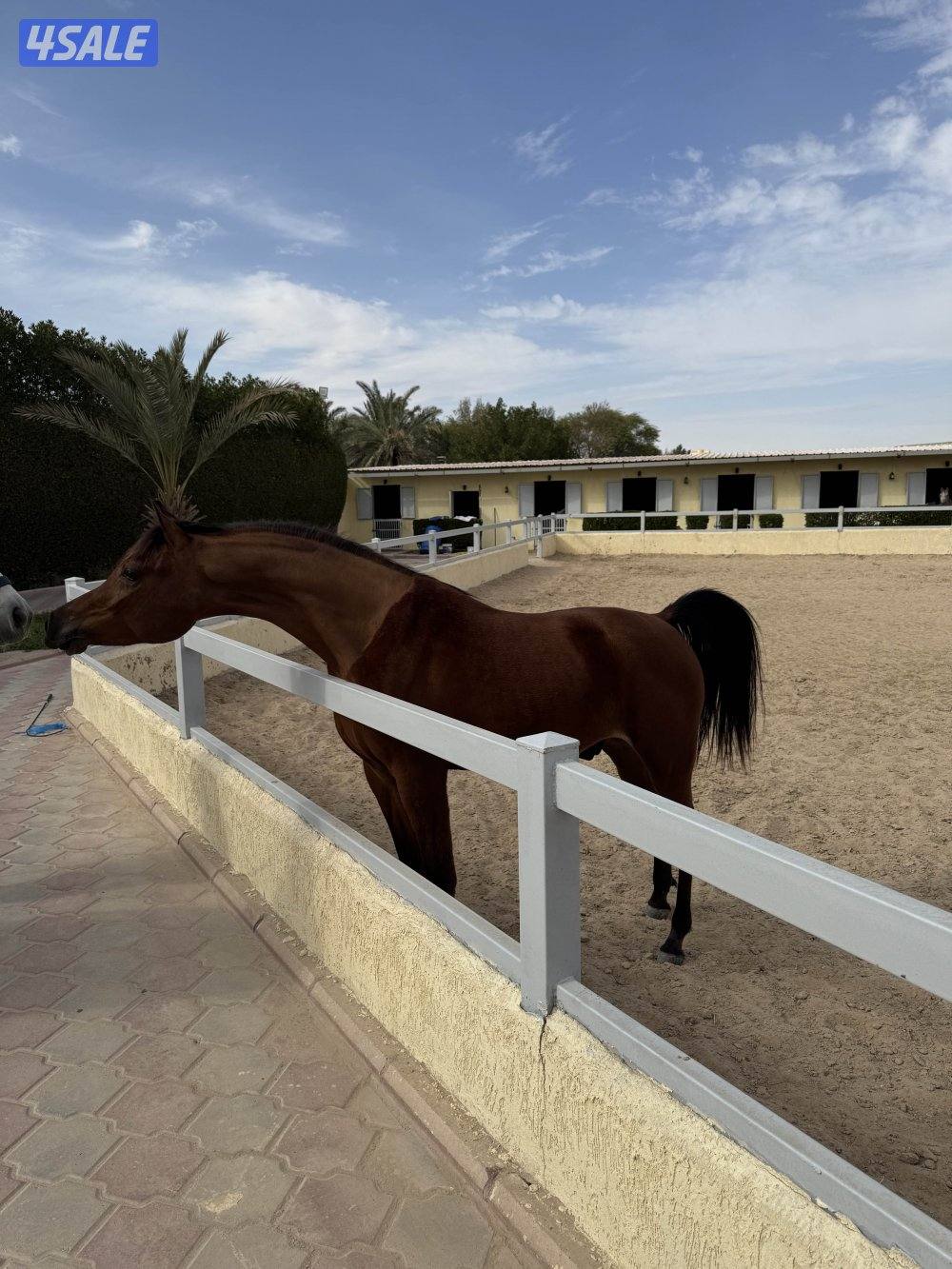 حصان مميز و موزون  شرط السلم مناسب لإلتقاط الاوتاد0