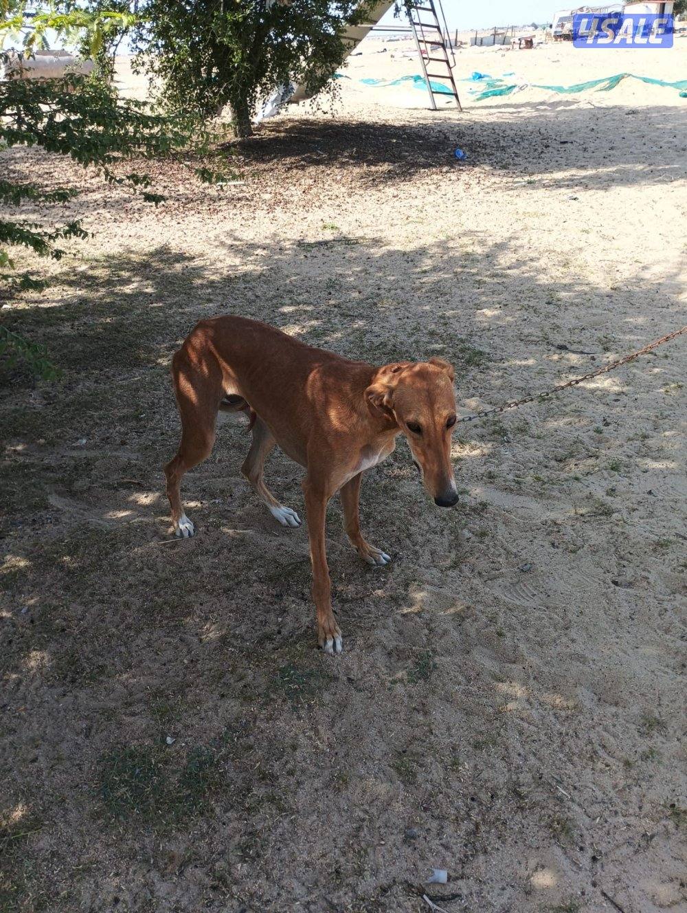 سلقه وسلوقي ذكر ونثيه0