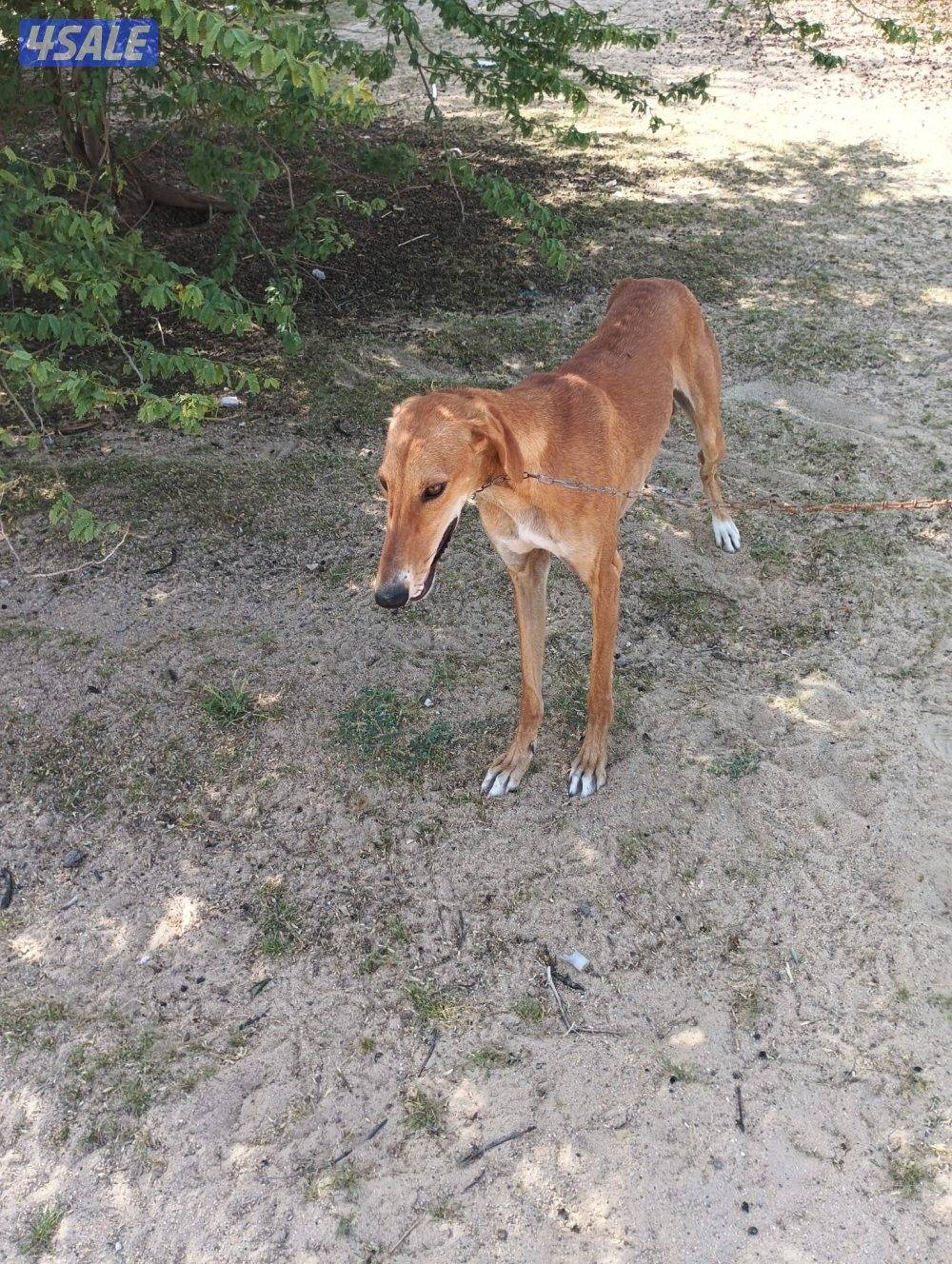 سلقه وسلوقي ذكر ونثيه2