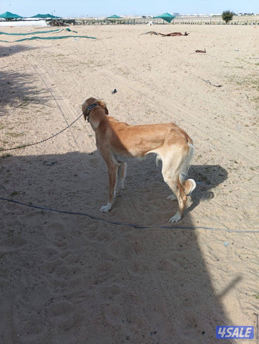 سلقه وسلوقي ذكر ونثيه1