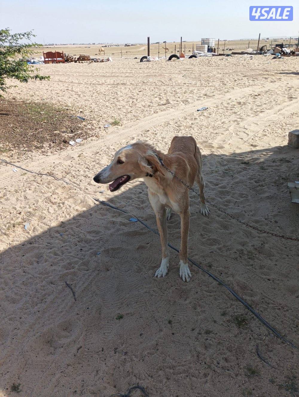 سلقه وسلوقي ذكر ونثيه3