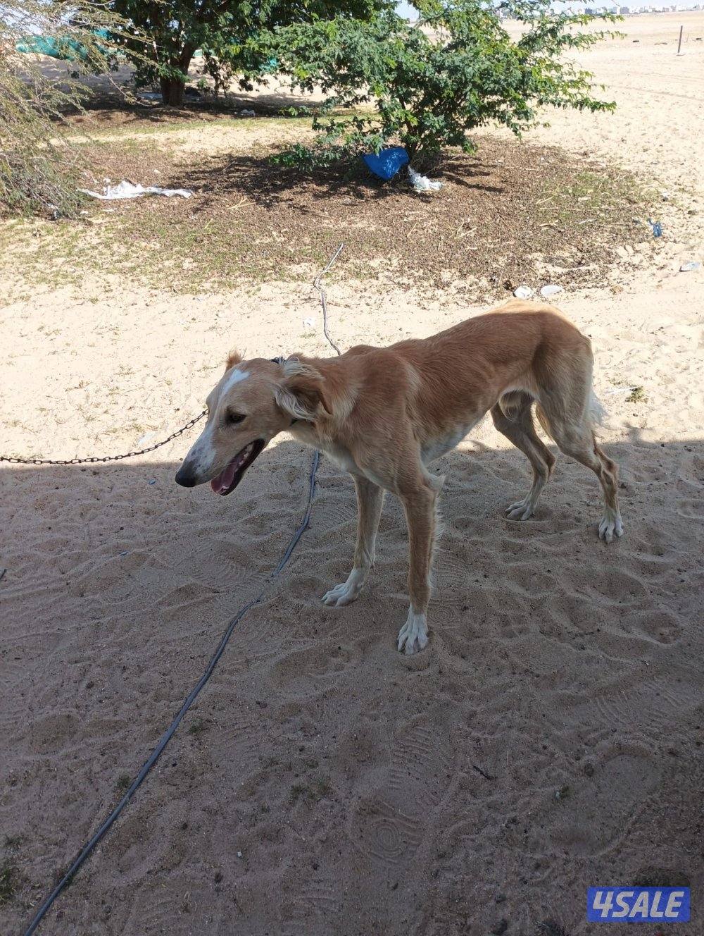 سلقه وسلوقي ذكر ونثيه4